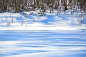 Beautiful, snowy forest with the plants in light and shadow, in blue shades, in winter