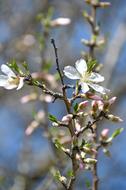 excellent Spring Apple Flower