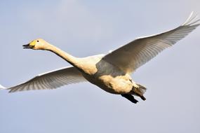 Beautiful and colorful, flying, wild bird in the sky, in sunlight