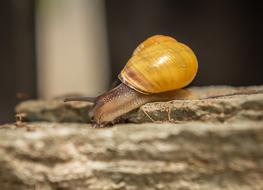 snail with yellow shell on stone