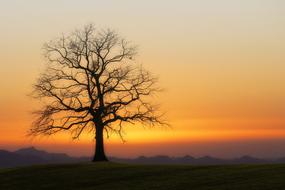 tree without foliage on the background of an orange sunset