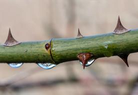 rose thorns in water