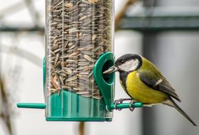 Close-up of the colorful and beautiful bird, on the green feeder