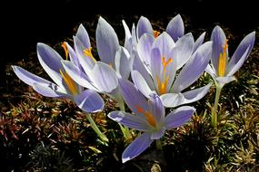 spring crocuses in the bright sun close up
