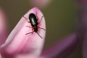 Beetle Green Leaf