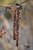 dry blossoms of Hazel tree close up