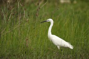 amazing Bird Little Egret