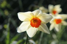 white Narcissus Flowers