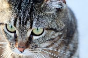 Tiger Cat Green Eyes