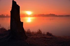 landscape of lonely broken tree on pink dawn background