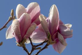 pink magnolia Flowers at blue sky
