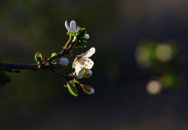 spring buds on a tree branch