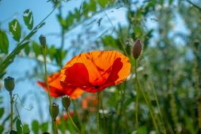 wonderful red Poppy Klatschmohn