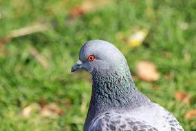 Profile portrait of the beautiful, colorful and cute pigeon, on the green grass with colorful leaves