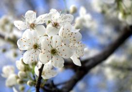 whitr Flowers at Spring Nature