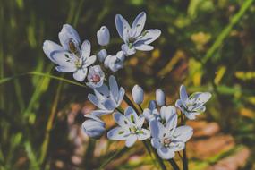 Allium nebrodense, wild onion in bloom