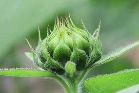 young green sunflower bud, close-up