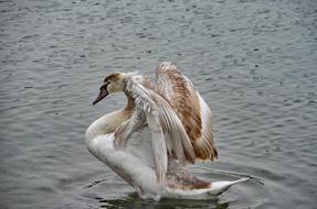 excellent Swan Lake