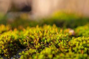 green Moss Nature Forest