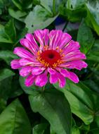 light purple flower among green leaves close up