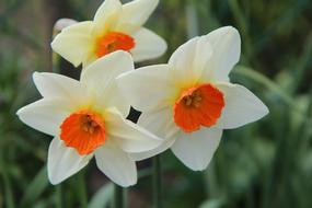 amazing Narcissus Spring Daffodil