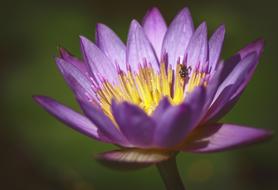 closeup picture of attractive yellow and purple Lotus Flowers