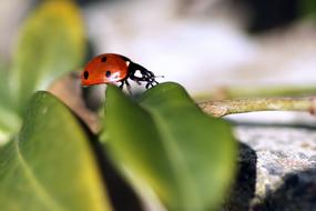 Macro view of Ladybug Insect