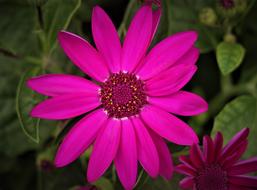 bright pink flower as a gerbera on blurred background