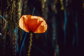 wild Poppy flower at back light