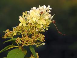 incredible Plant white