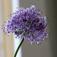 unusually beautiful purple Flowers
