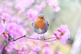beautiful little bird on a flowering tree