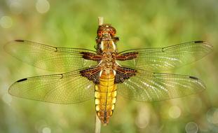 Dragonfly Plaskobrzucha close-up on blurred background