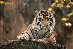 splendid Tiger White
