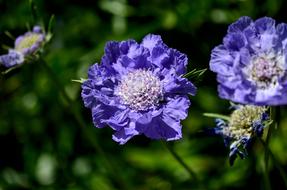 amazing Skabinose Garden Nature