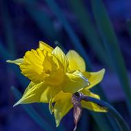 Ozark Jonquil Garden