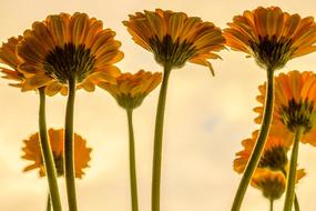 closeup view of Flowers Plant Blossom