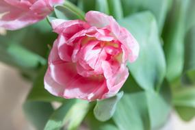 Blossom Pink close-up in blurred background