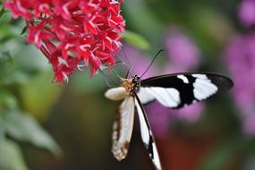 black and white butterfly in the rainforest on a blurred background
