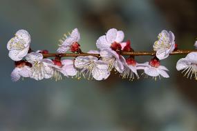 macro photo of White Casey Flowers