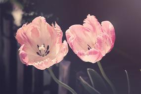two light pink spring tulips