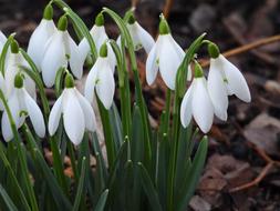 delightful Snowdrops Early