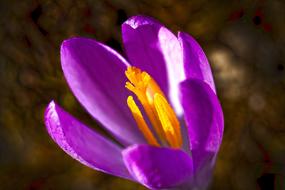 attractive Crocus Spring