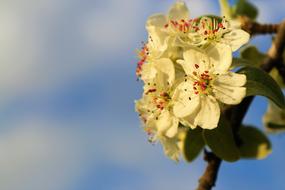 beautiful tree flowers