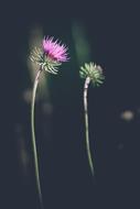 Flower Blossom Blooms