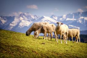 unusually beautiful Sheep Pasture
