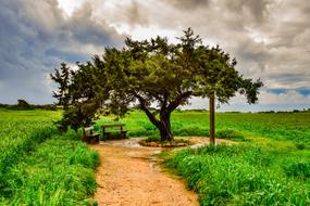 wonderful Tree Landscape Nature