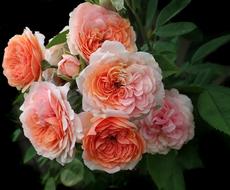 orange fluffy roses