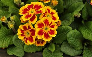 Botanical Flower Plant at garden