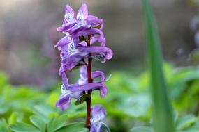 amazing Flower Nature